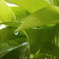 リビング,ポトス♪の画像