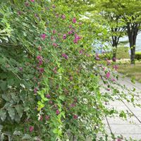 ハギ,お散歩コースの画像