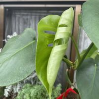 モンステラ,シンゴニウム・フレンチマーブル,観葉植物,グリーン,癒しの画像