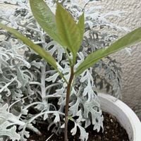 アボカド,種から発芽,ベランダ園芸の画像