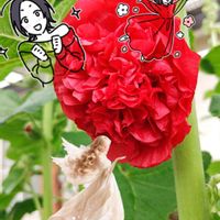 ドライフラワースワッグ,ドライフラワーのある暮らし,幸せの黄色いお花,ひまわりの日,真っ赤な火曜日の画像