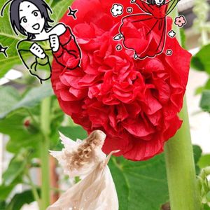 ドライフラワースワッグ,ドライフラワーのある暮らし,幸せの黄色いお花,ひまわりの日,真っ赤な火曜日の画像