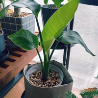 ストレリチア,ストレリチア,観葉植物,リビング・ダイニングの画像