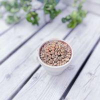 コノフィツム,コノフィツム ヒリー,多肉植物,観葉植物,メセンの画像