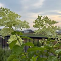 ピラミッドアジサイ,ハーブ レモンバーム,エキセアナ,紫陽花(すみだのはなび),今庭の画像