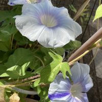 アサガオ,朝顔,グリーンカーテンの画像