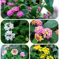 ランタナ,ランタナ,花のある暮らし♡,ウクライナに平和を,武器ではなく花をの画像