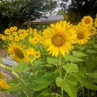ヒマワリ,向日葵,ひまわり,お花,ウォーキングにての画像