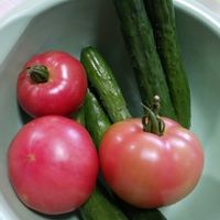 キュウリ,トマト,ニチニチソウ,ペチュニア,風船とうわたの種の画像
