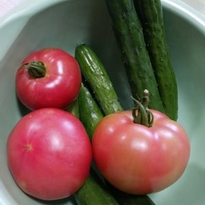 キュウリ,トマト,ニチニチソウ,ペチュニア,風船とうわたの種の画像