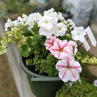 ペチュニア　セクレドスター,寄せ植え,夏の花,小さな庭の画像