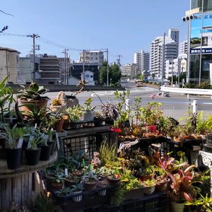 多肉植物,ウラボシ科,ビカクシダ属,食中植物,塊根の画像