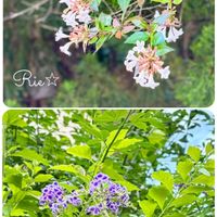 デュランタ,アベリア,通勤路,良い一日を…の画像