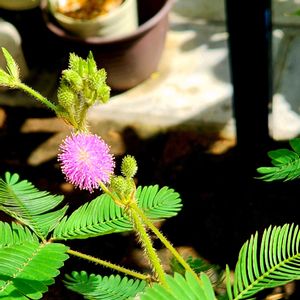 ネムノキ,ネムノキ,ねむの木,ねむの木,ネムノキの花の画像