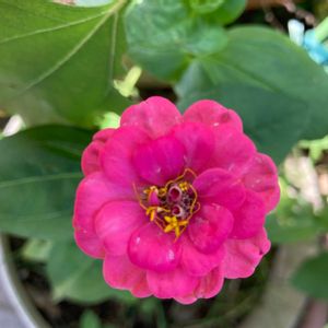 ピンクの花,いつもありがとう♡,ありがとう,ハーブのある暮らし,世界平和の画像