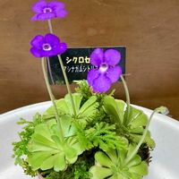 ムシトリスミレ,食虫植物,シクロセクタ,庭の画像