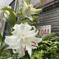 ムクゲ 紫玉,八重咲きムクゲ,ローズリリー,ムクゲ ブルーバード,お庭の画像