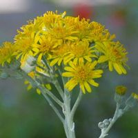 シロタエギク,幸せの黄色いお花,火曜ベンチ,庭の花便りの画像