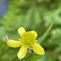 キツネノボタン,山野草の画像