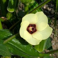 アブチロン,ハイビスカス  ケイト,リビング窓辺,オクラのお花,ひまわり東北八重の画像