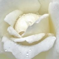 バラ,白薔薇,横浜イングリッシュガーデン,iPhone撮影,白バラの画像