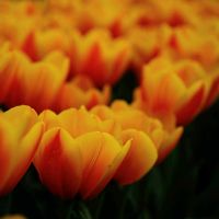 チューリップの画像