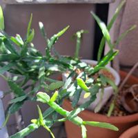 リプサリス,成長記録,植中毒,植物好き,ベランダの画像
