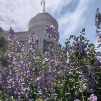 アンゲロニア,ディズニーの画像