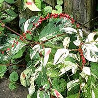 ミズヒキ,散歩の途中の画像