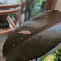 フィロデンドロン,観葉植物,熱帯植物,フィロデンドロン属,botanical lifeの画像