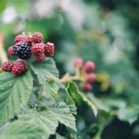 ブラックベリー,可愛いお花達,世界に平和を,いつもありがとう(^-^),早朝出勤路の画像