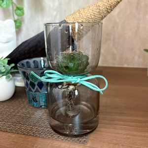 サボテン,水耕栽培,植え替え,お迎えの画像