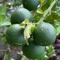 グレープフルーツ,柑橘類,ほったらかし,沖縄,7月の画像