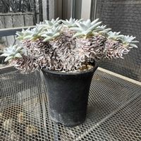 グリーニー,ダドレア グリーニー,ダドレア  グノマ,ダドレア グノマ,多肉植物の画像