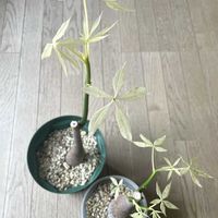 パキラ,パキラ,パキラ(斑入り),パキラ ミルキーウェイ,パキラ・ミルキーウェイ実生の画像