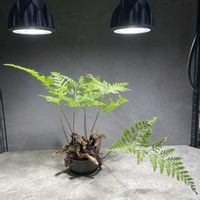 トキワシノブ,チランジア カプトメデューサ,ユーフォルビア ポリアカンタ,チランジア・カプトメデューサエ,鯨髭キリンの画像