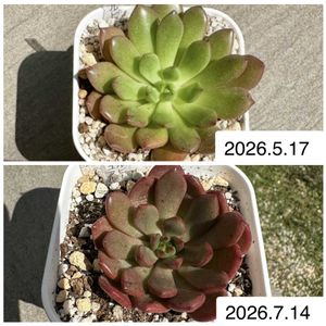 ピンクルルビー,多肉植物,多肉棚,ダイソー多肉の画像