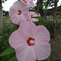 芙蓉の画像