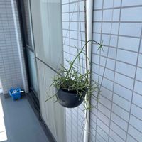 リプサリスの画像