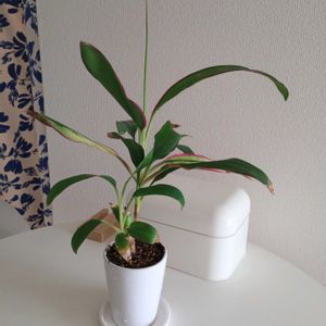 観葉植物,切り花,植え替え,花のある暮らし,みどりのある暮らしの画像