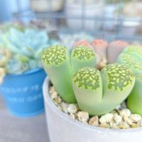 リトープス,緑福来玉,多肉植物,多肉寄せ植え,多肉植物のある暮らしの画像