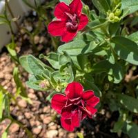 スーパーベル,鉢植えの画像
