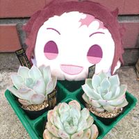 金のなる木,夕映え,アークティックアイス,金のなる木　きらめき,꒰ღ˘◡˘ற꒱かわゅ~の画像