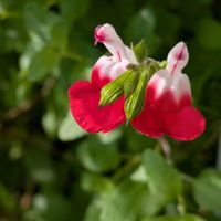チェリーセージ,チェリーセージ,花のある暮らし,植物好き,自然の不思議の画像