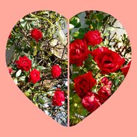 ミニバラ,赤い花,明日はきっと良い日になる,ワクワクの花たち,真っ赤かな火曜日の画像