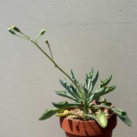 マサイの矢尻,多肉植物,多肉植物初心者の画像