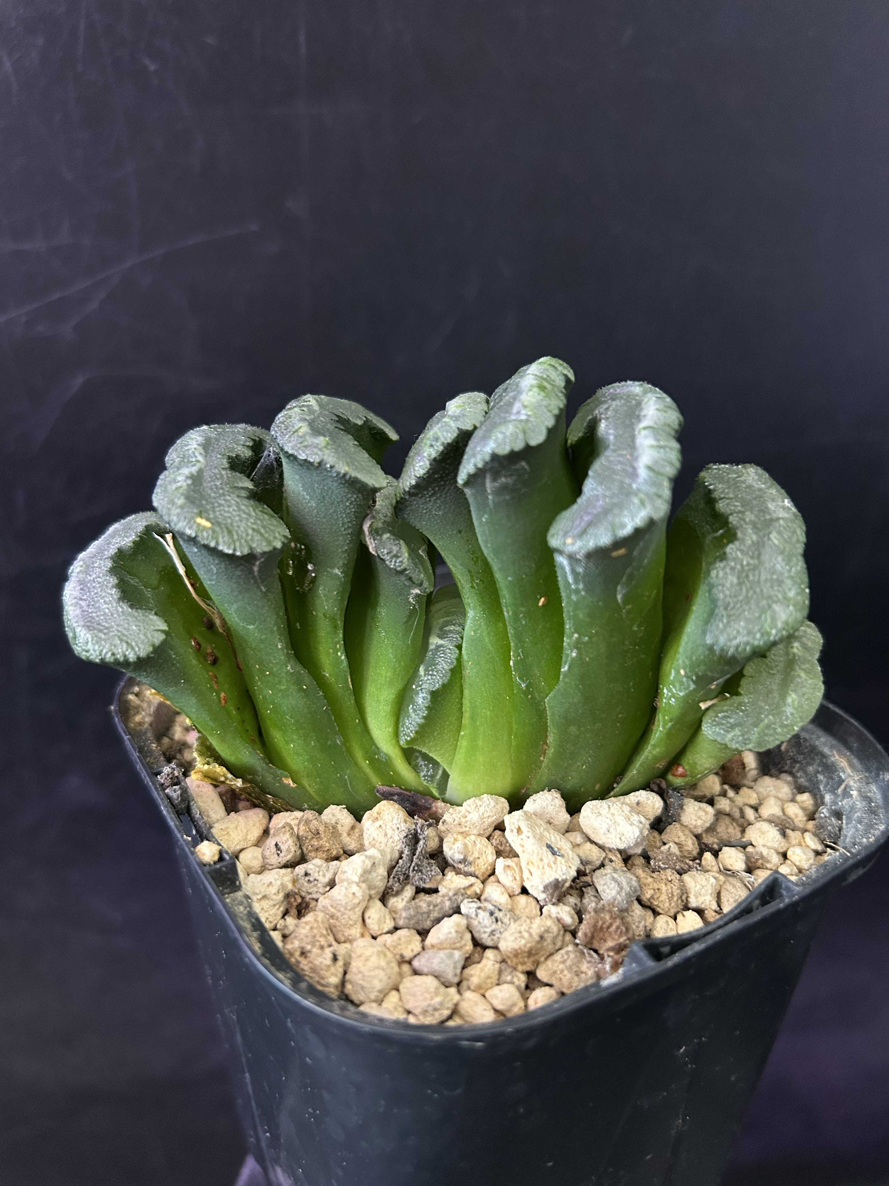 健康的な多肉植物（緑と白） 美しく気品のある姿をした、白い
