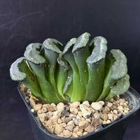 多肉植物,観葉植物,ハオルチア属,珍奇植物,ビザールプランツの画像