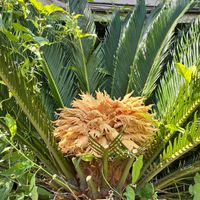 ソテツ,ソテツ,癒し,花のある暮らし,iPhone撮影の画像