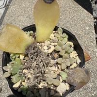 多肉植物,葉挿し,猛暑,ジュレ,イカの画像